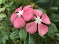 Sri lankan beautiful flowers