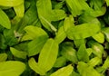 Beatiful fresh green leaves at the park