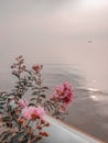 Beatiful fresh pink flower by the beach