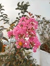 Beatiful fresh pink flower on the pot