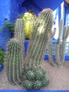 Funny cactus