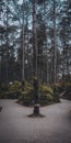 Beatiful gloomy dark forest under blue sky