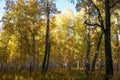 Beatiful golden autumn forest, sunny day.