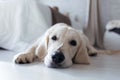 Beatiful golden dog looking at camera while lying on the floor at home