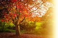 Beatiful golden red plane tree in warm sunset light