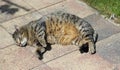 Beatiful gray house cat Royalty Free Stock Photo