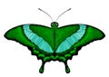 Beatiful Green Butterfly - Papilio palinurus