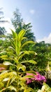 A beatiful green plant with the blue Sky background