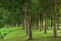 Beatiful green tree in park with sunlight in the morning