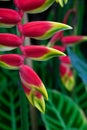 Beatiful Heliconia