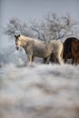 Beatiful horses in winter Royalty Free Stock Photo