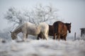 Beatiful horses in winter