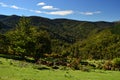 Beautiful hill landscape, meadows, subtropical forests, New Zealand Royalty Free Stock Photo