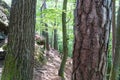 Beatiful landscape of the pfÃÂ¤lzer wald wood hills, rheinland-pfalz, germany