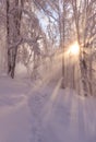 Beatiful morning sunrays in winter forest with amazing sun beams