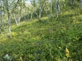 Beatiful northern landscape artic landscape, tundra in Swedish Lapland with green hills, meadow and birch trees at