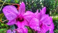 Beatiful orchid drop rain dew water Royalty Free Stock Photo