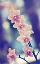 Beatiful orchid vintage style Royalty Free Stock Photo