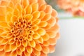 Beatiful peach dahlia petals macro on white. Floral closeup abstract background