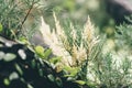 Beatiful plant trees Baldcypress Taxodium distichum Royalty Free Stock Photo