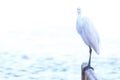 Beatiful portrait close up of Great egret, Egretta Alba, in the Pantanal, Porto Jofre, Mato Grosso Do Sul, Brazil Royalty Free Stock Photo