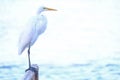 Beatiful portrait close up of Great egret, Egretta Alba, in the Pantanal, Porto Jofre, Mato Grosso Do Sul, Brazil Royalty Free Stock Photo