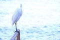 Beatiful portrait close up of Great egret, Egretta Alba, in the Pantanal, Porto Jofre, Mato Grosso Do Sul, Brazil Royalty Free Stock Photo