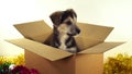 Beatiful puppy dog sits in a postage box with Christmas and New Year decorations. Royalty Free Stock Photo