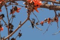 A Beatiful Purple Sunbird with sharp beak sitting on the Cotton Silk tree in Zoology concept Royalty Free Stock Photo