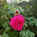 Beatiful Red Flower with Blur Background Royalty Free Stock Photo