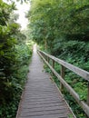 Beatiful road in a forest