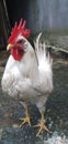 Beatiful Rooster white