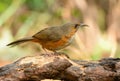 Rusty-cheeked Scimitar-Babbler Pomatorhinus erythrogenys