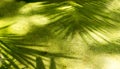 Beatiful shadow of palm leaves on concrete floor and copy space