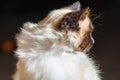 Beatiful Siamese Himalayan cat seeing