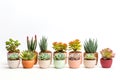 Beatiful succulent plants in pots on white background Royalty Free Stock Photo