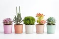 Beatiful succulent plants in pots on white background Royalty Free Stock Photo