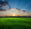 Beatiful Sunrise on rice field nature landscape.