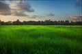 Beatiful Sunrise on rice field nature landscape.