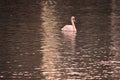 Beatiful Swan on sunset lake background at Eola Lake Park in Downtown.