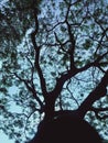 Beatiful tree cover in sky