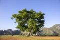 Beatiful tree in Vinales valley at sunset