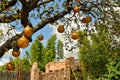 Beatiful Tree whith hunging balloons and Africa building ruins on blue cloudy sky at Bush Gard