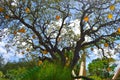 Beatiful Tree whith hunging balloons on blue sky and Cheetah Hunt Rollercoaster background, at