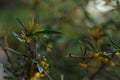 Beatiful tree with yellow flowers