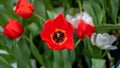 Beatiful Tulip Flower Tulipa agenensis with blurred background Royalty Free Stock Photo