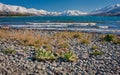 Beatiful turquoise lake Tekapo in New Zealand Royalty Free Stock Photo