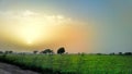 Beatiful view of agricultural field in Pakistan Sindh
