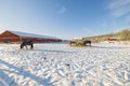 Beatiful view of horses on pasture near stable on sunny winter day. Royalty Free Stock Photo