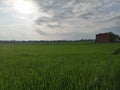 Beatiful view of rice field overlay